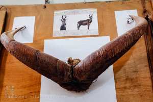 Collection animalière du musée d’Ougarta