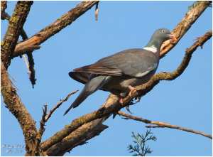 Algérie (Constantine) - Le Pigeon ramier, l'ami et l'olivier de Djenane Dardar Qacentina