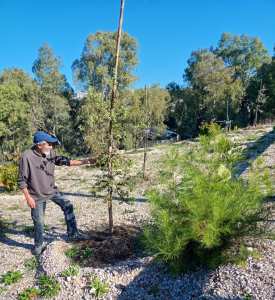 Algérie (Constantine) - Djenane Ballout el Akhdar: Le Pin d'Alep, le Chêne vert et les deux glands