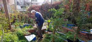 Sid Ahmed Boubekeur, herboriste de Tlemcen