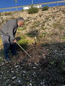 Planète (Constantine/Algérie/Afrique)  - Lutte contre l'Ailante ou Faux vernis du Japon  sur un talus avant son traitement