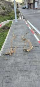 Algérie (Constantine)  - Système racinaire de l'Ailante ou Faux vernis du Japon: Espèce invasive dans la ville du Rocher