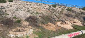 Algérie (Constantine) - Lutte contre l'Ailante ou Faux vernis du Japon: Déracinement et début plantation d'un talus du Pont géant