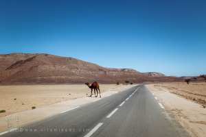 Les rares chameaux sur la route de Tabelbala vers Adrar