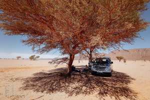 Halte sous de rares acacias sur la route du désert
