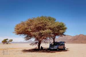 توقف تحت أشجار الطلح النادرة في قلب الصحراء