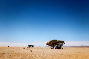 Un désert sans fin ponctué d’acacias solitaires