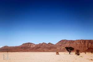 صحراء بلا نهاية تتخللها أشجار الطلح