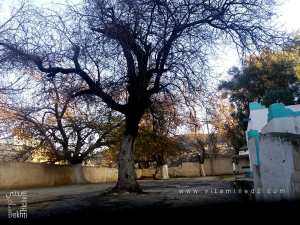 Recherche d'informations sur le saint Sidi Ali Ben M'guim (ou Ben Mekim / بن مڨيم) à Tlemcen