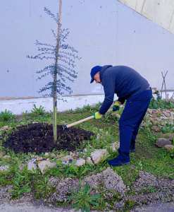 Algérie (Constantine) - Espaces verts citoyens:  Planter et entretenir pour une durabilité de nos actions citoyennes
