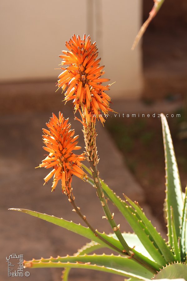 ألوي أربورسنس