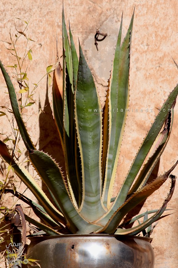 Agave americana