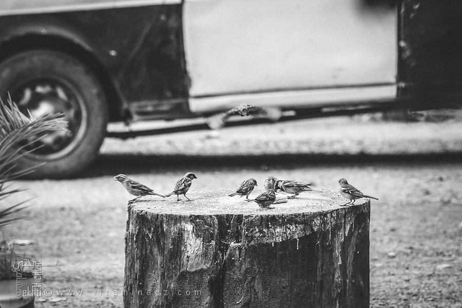 Petits Moineaux et M’besses au Café du Village des Beni Add (Commune Ain Fezza, Tlemcen)