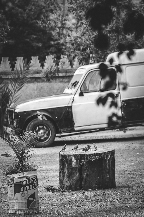 عصافير صغيرة تنقر جزءًا من مبسي في مقهى قرية بني عاد (بلدية عين فزة، تلمسان)