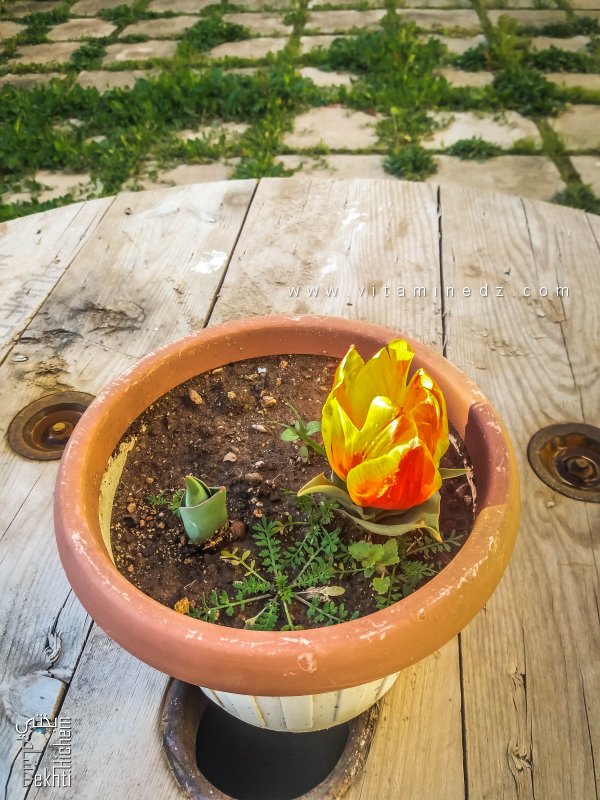 Tulipe en lumière — توليب في ضوء الربيع