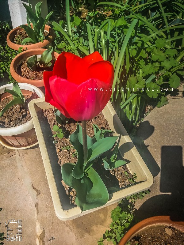 La tulipe, beauté en exil — الزنبق: جمال في الغربة