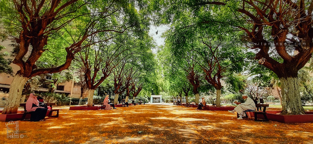 Intérieur ombragé du jardin Khemisti – واحة ظليلة في قلب وهران