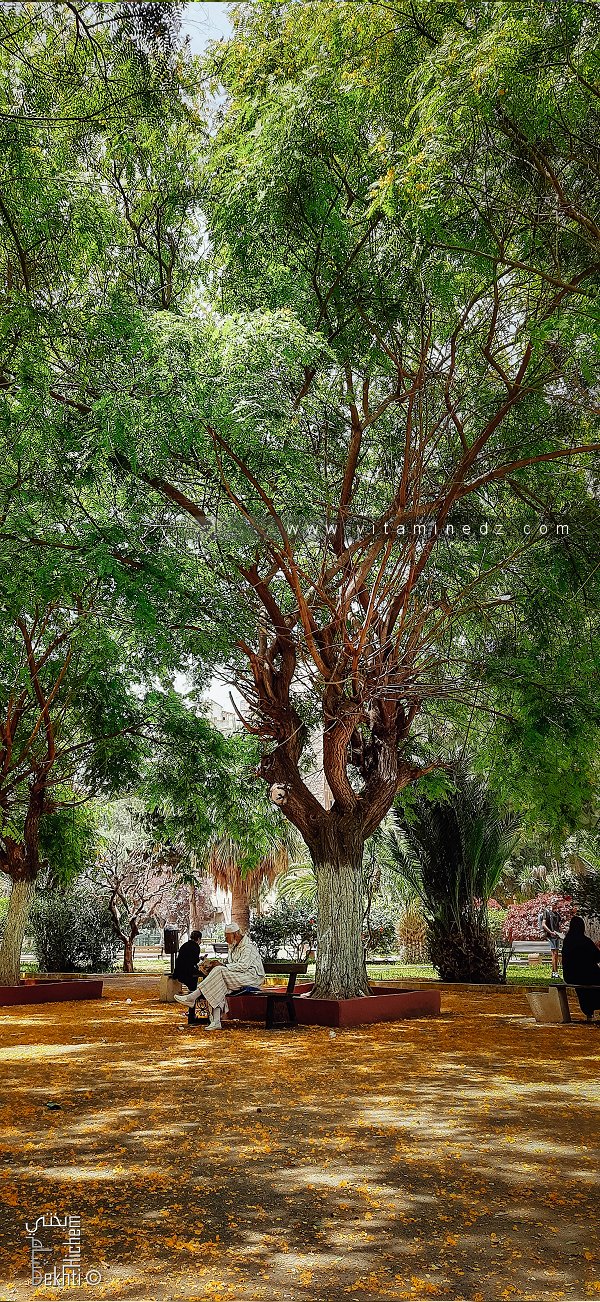 Lecture matinale au jardin Khemisti, Oran – قراءة هادئة في حضن الطبيعة، وهران