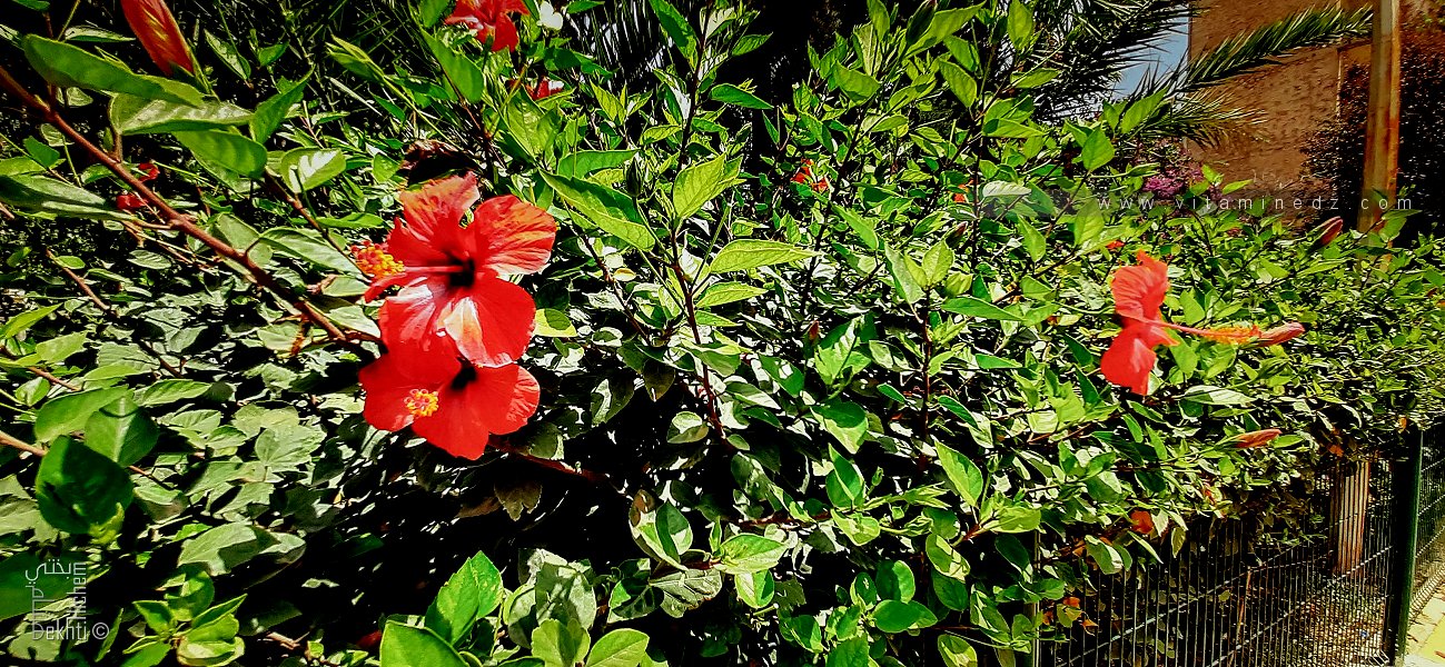 Plantes aux belles fleurs, jardin Khemisti, Oran