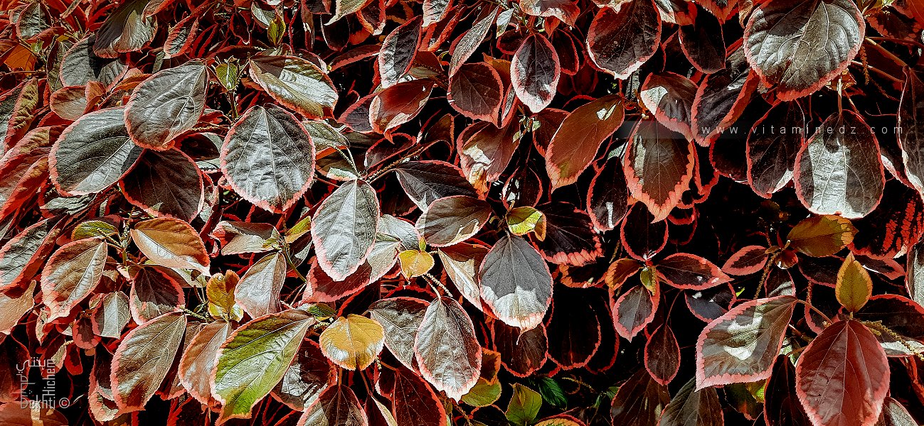 نباتات مزهرة جميلة، حديقة خميستي، وهران