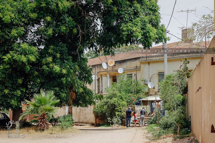 Sous l’ombre du temps – Maison coloniale habitée et arbre centenaire à Mostaganem