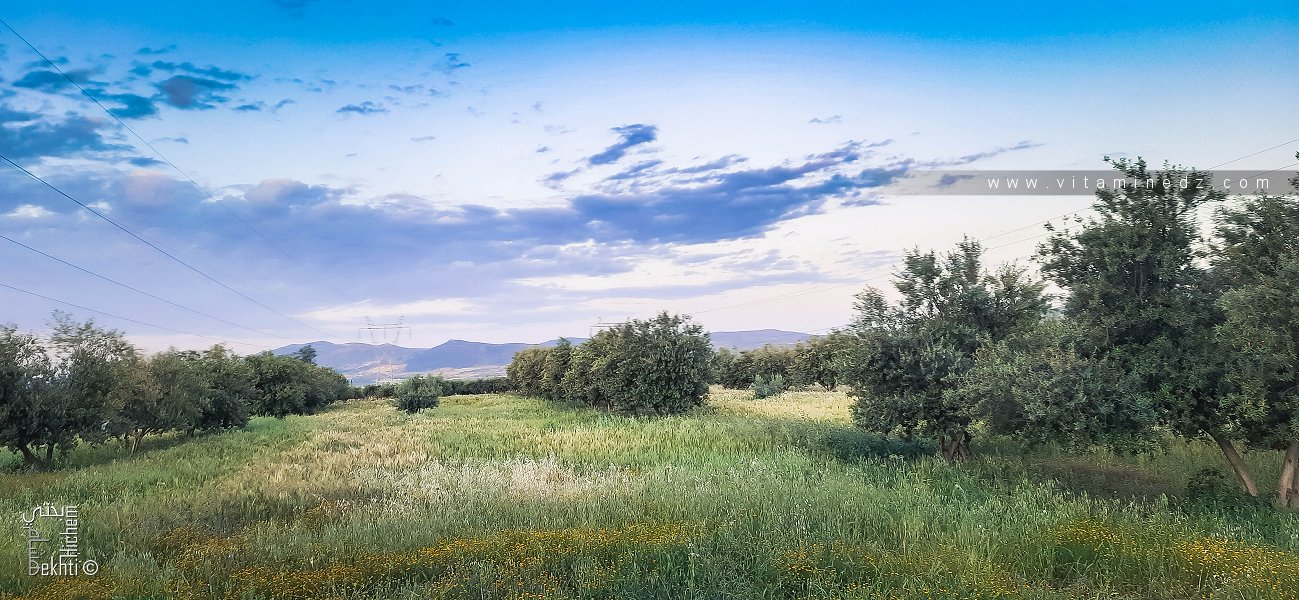 Que reste-t-il des Oliveraies de Tlemcen ?