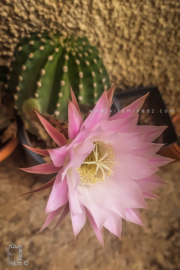 Echinopsis tubiflora