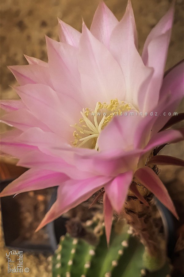 إكينوبسيس توبيفلورا