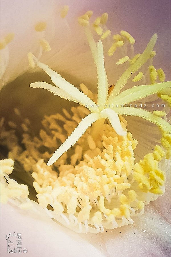 Mode de reproduction de l'Echinopsis tubiflora