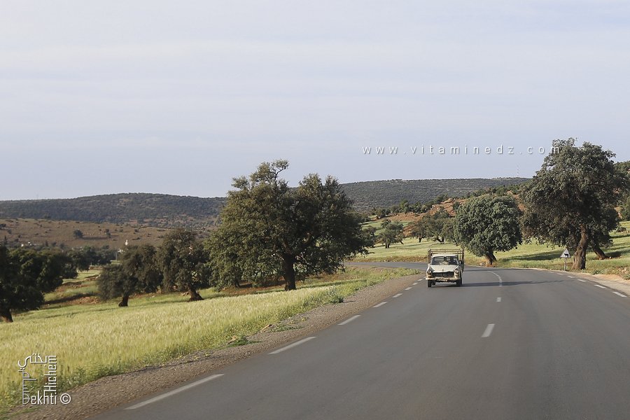 Champs de blé dorés à Terni Beni Hediel (Wilaya de Tlemcen)