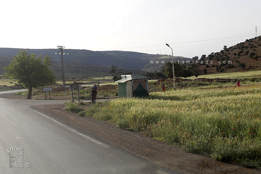 Arrêt de bus au milieu des blés – Village Ouled Bounouar, Terni Beni Hediel (Wilaya de Tlemcen)