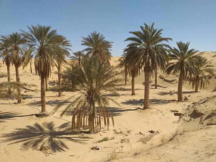 غابات النخيل