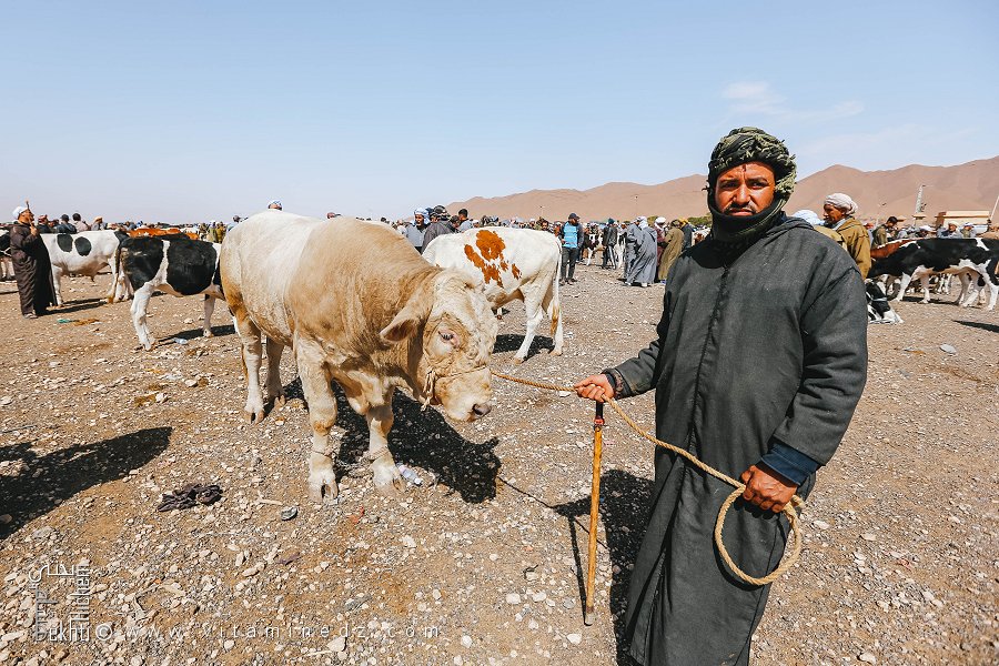 Vie et commerce au marché de Mecheria