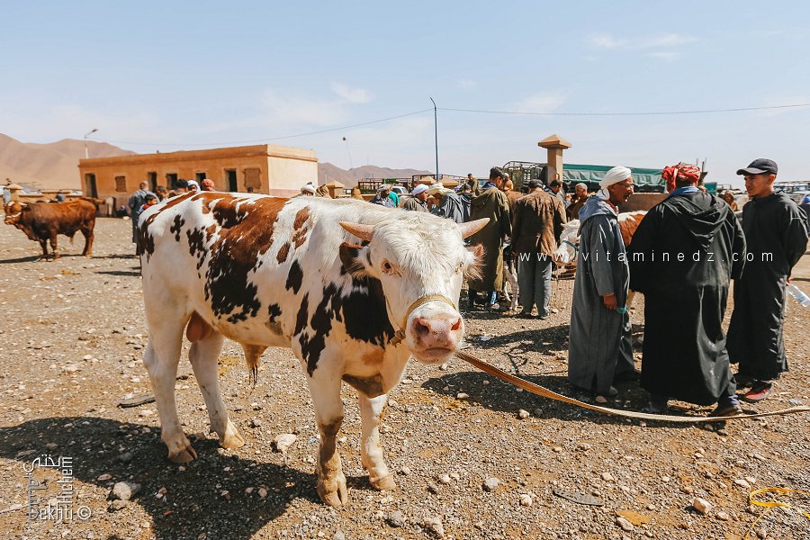 حياة وتجـــارة في سوق مشرية