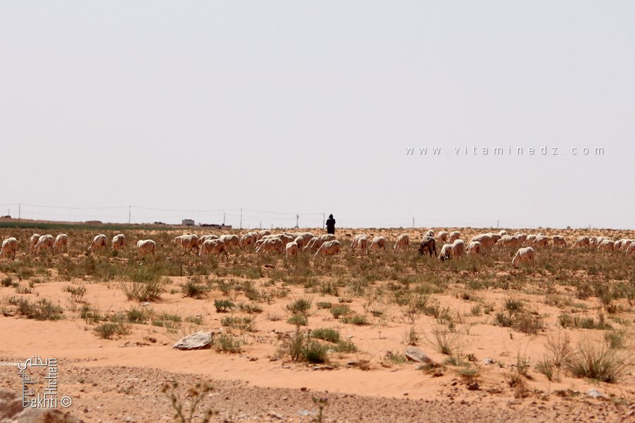 رعي في المنطقة السهبية: راعٍ مع قطيعه جنوب مشرية