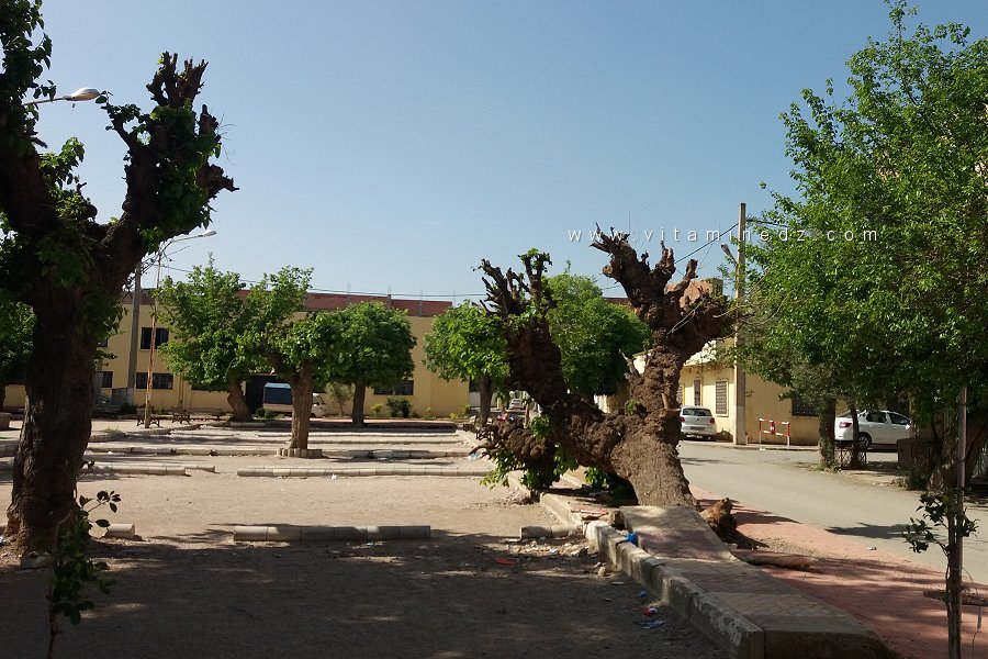 Les vieux mûriers d’Abou-Tachefine : Ombres d’un passé colonial