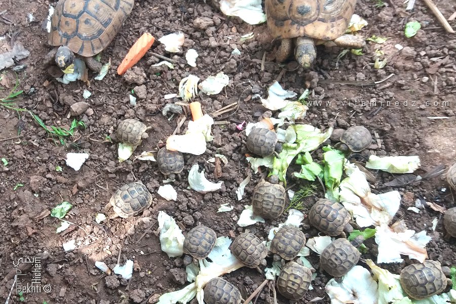 Mode de Vie des Tortues Terrestres Domestiques