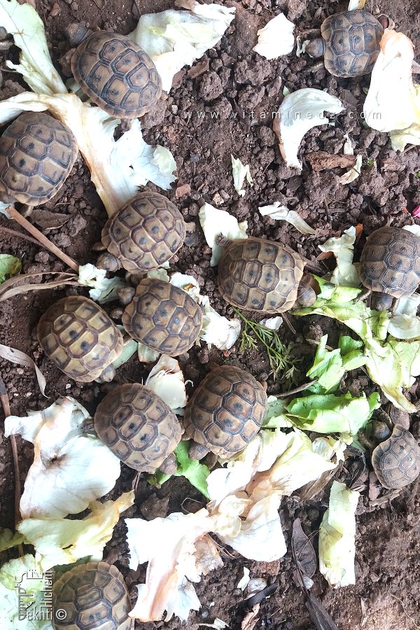 نمط حياة السلاحف البرية المنزلية