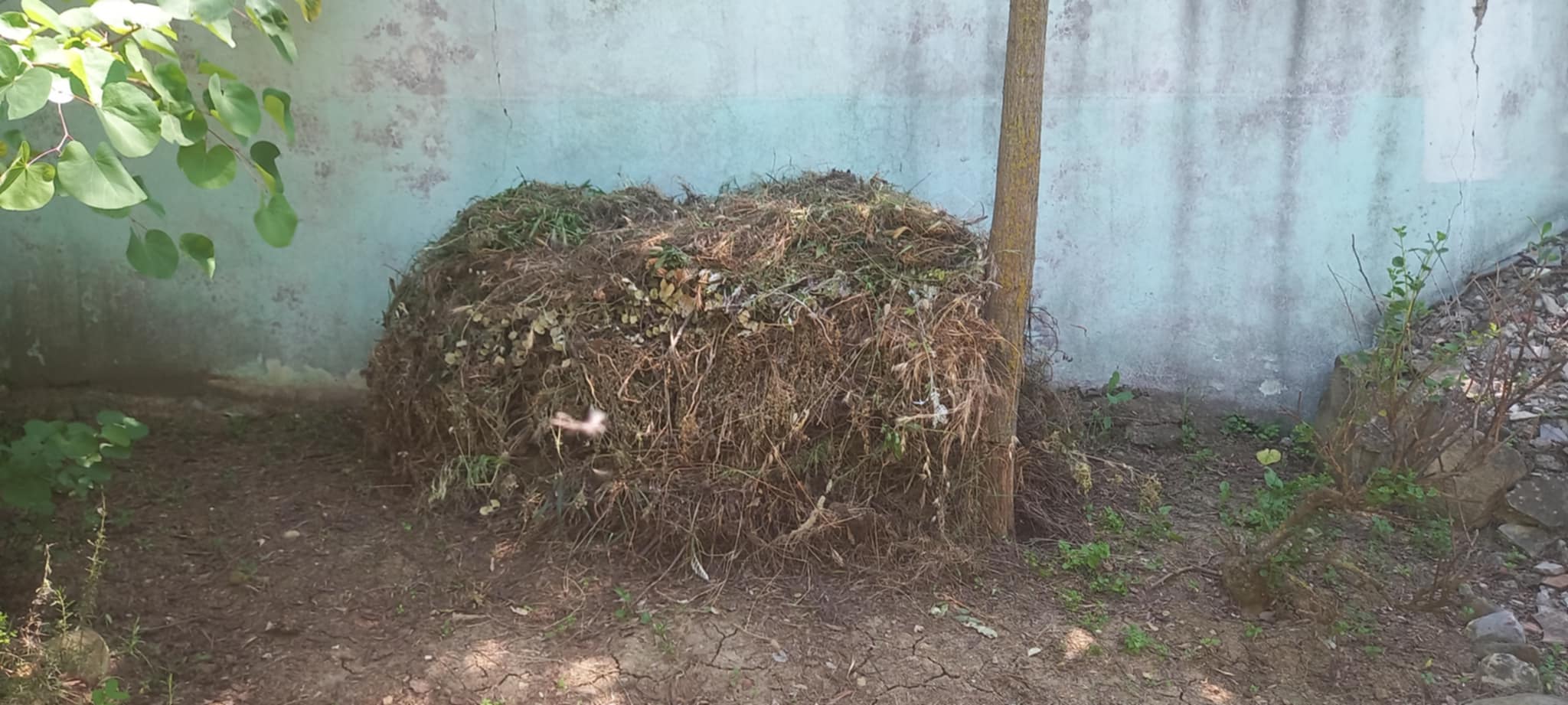 Algérie (Constantine) - Le produit du déhserbage à valoriser comme compost 