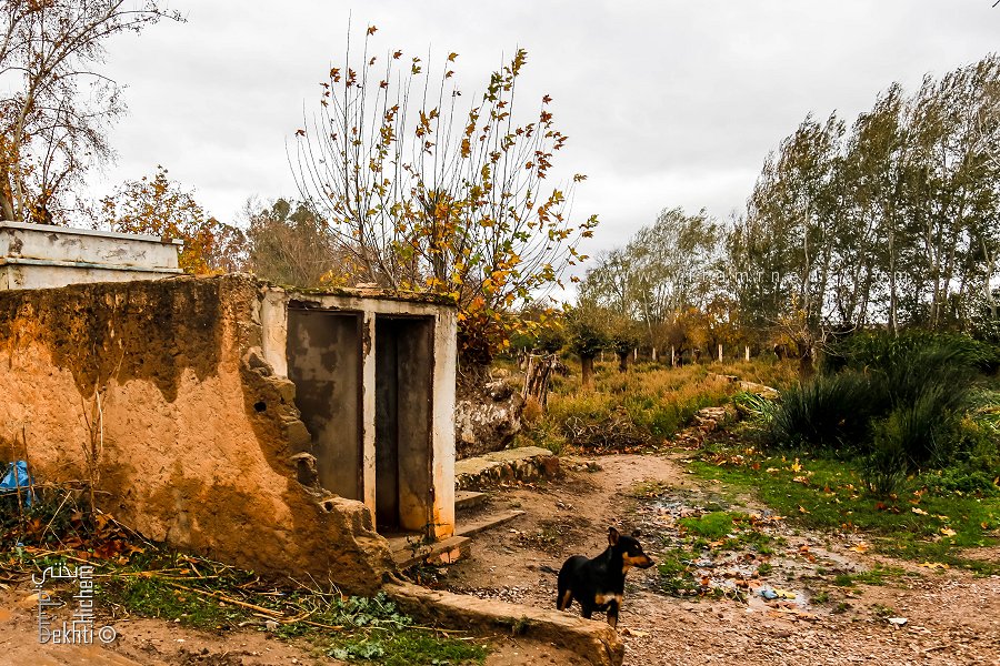 Un chien errant sur les vestiges de Hammam Sidi Abdelli (Commune de Sidi Abdelli, Wilaya de Tlemcen)