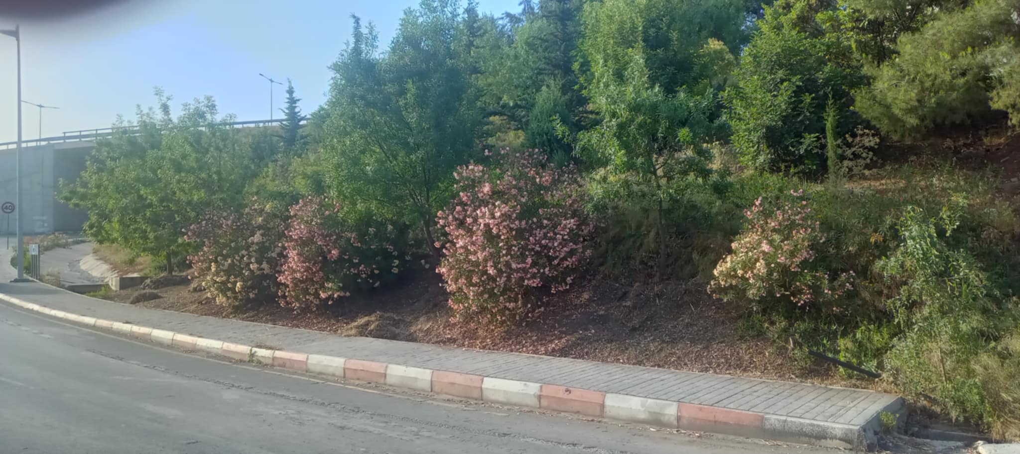 Algérie (Constantine) - Djenane Dardar Qacentina: Le frêne en alternance avec le laurier rose