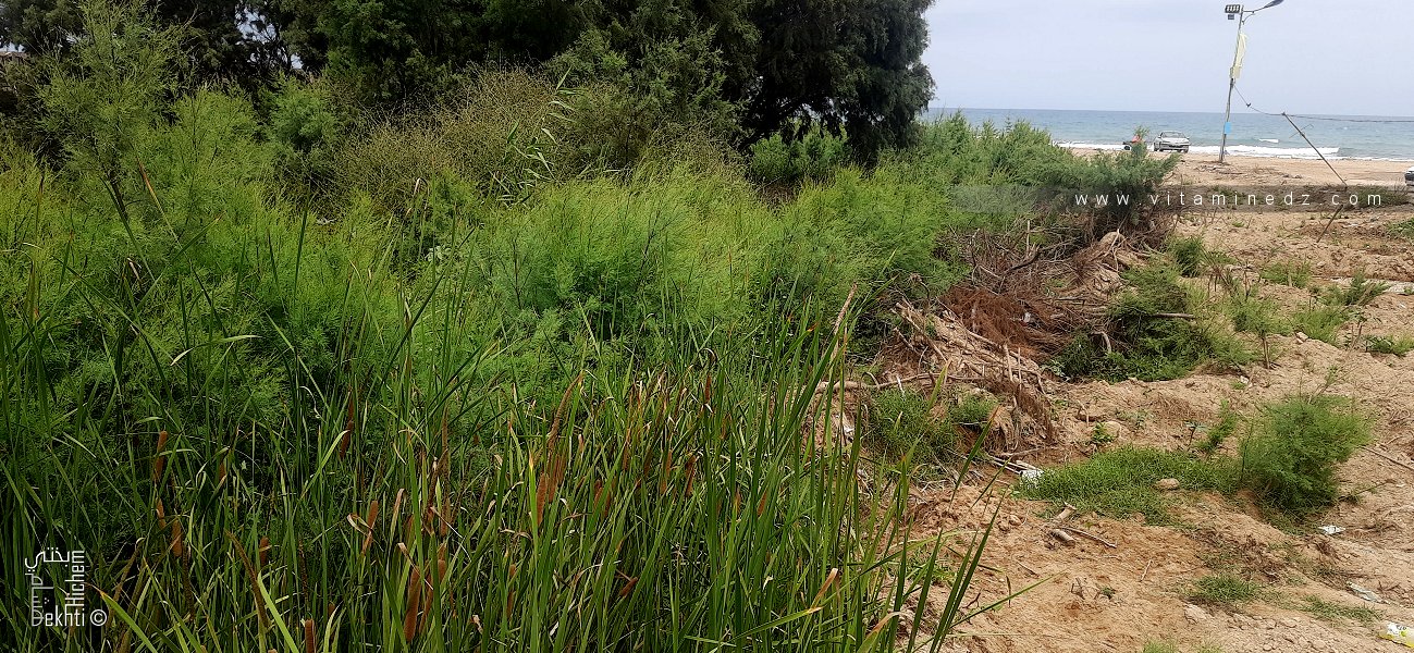 Oued Zirharet (Ain Adjeroud) Msirda Fouaga