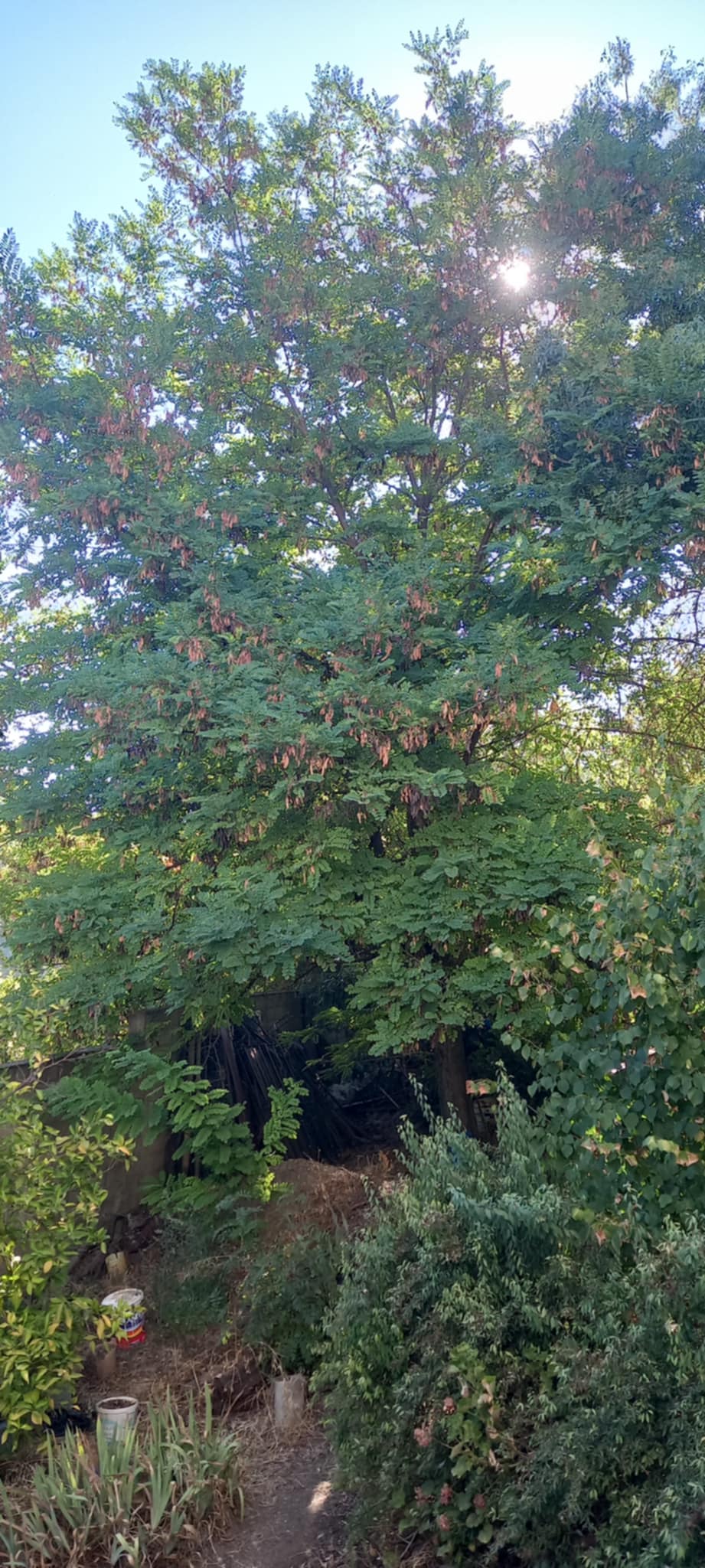 Algérie (Constantine) - Djenane Dardar: Le Robinier pseudo-acacia, une espèce qui pose problème