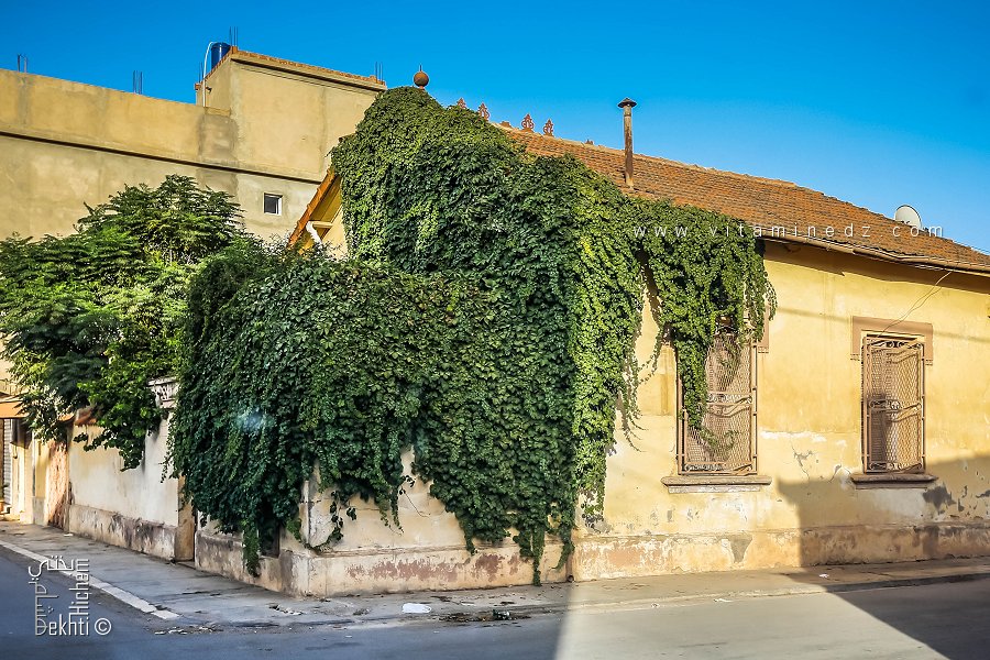 Havre de verdure au cœur de la Ville de Sidi Bel Abbès : maison entourée de végétation
