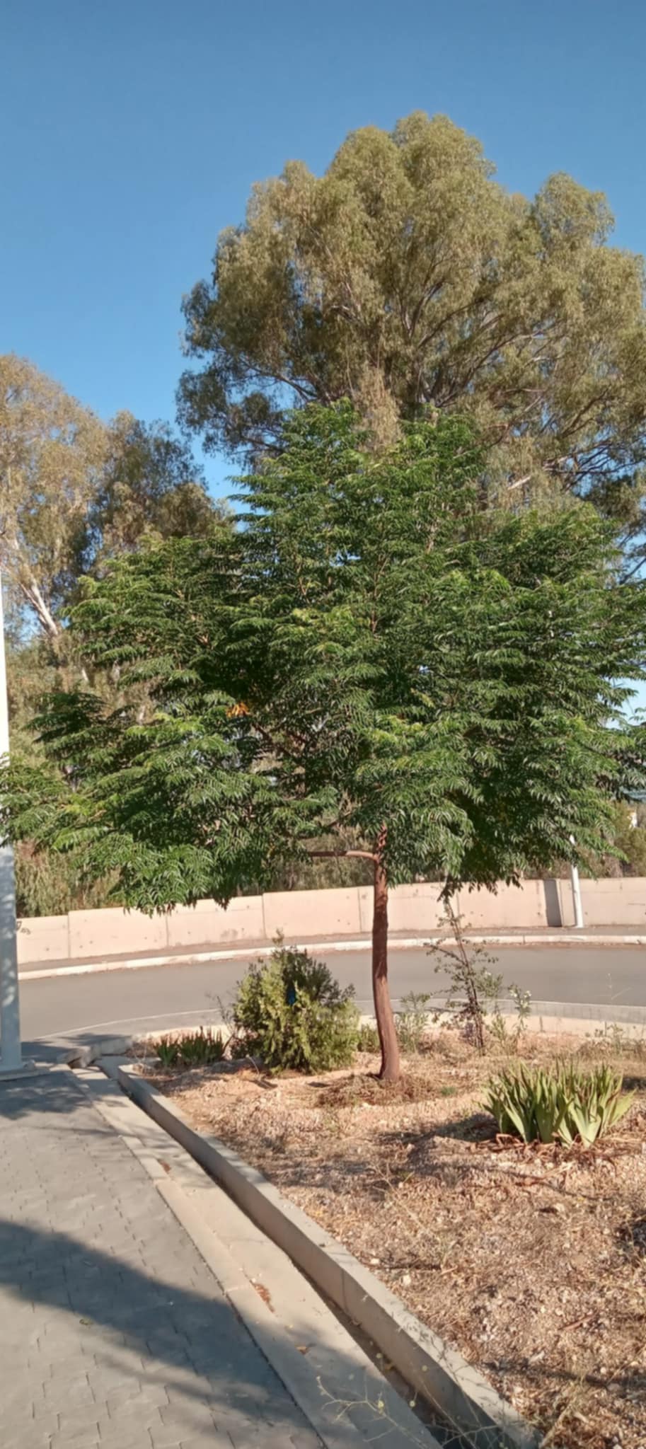 Planète (Constantine/Algérie/Afrique) - Djenane Ballout el Akhdar: Un Melia 