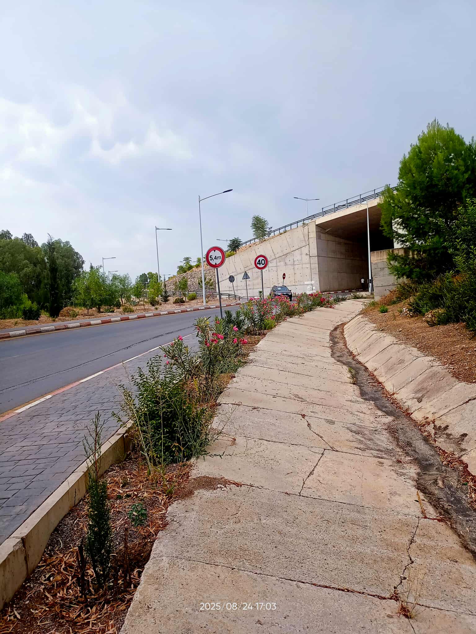 Algérie (Constantine) - Djenane Dardar/Végétalisation urbaine: Bande de laurier rose en alternance avec le troêne haie