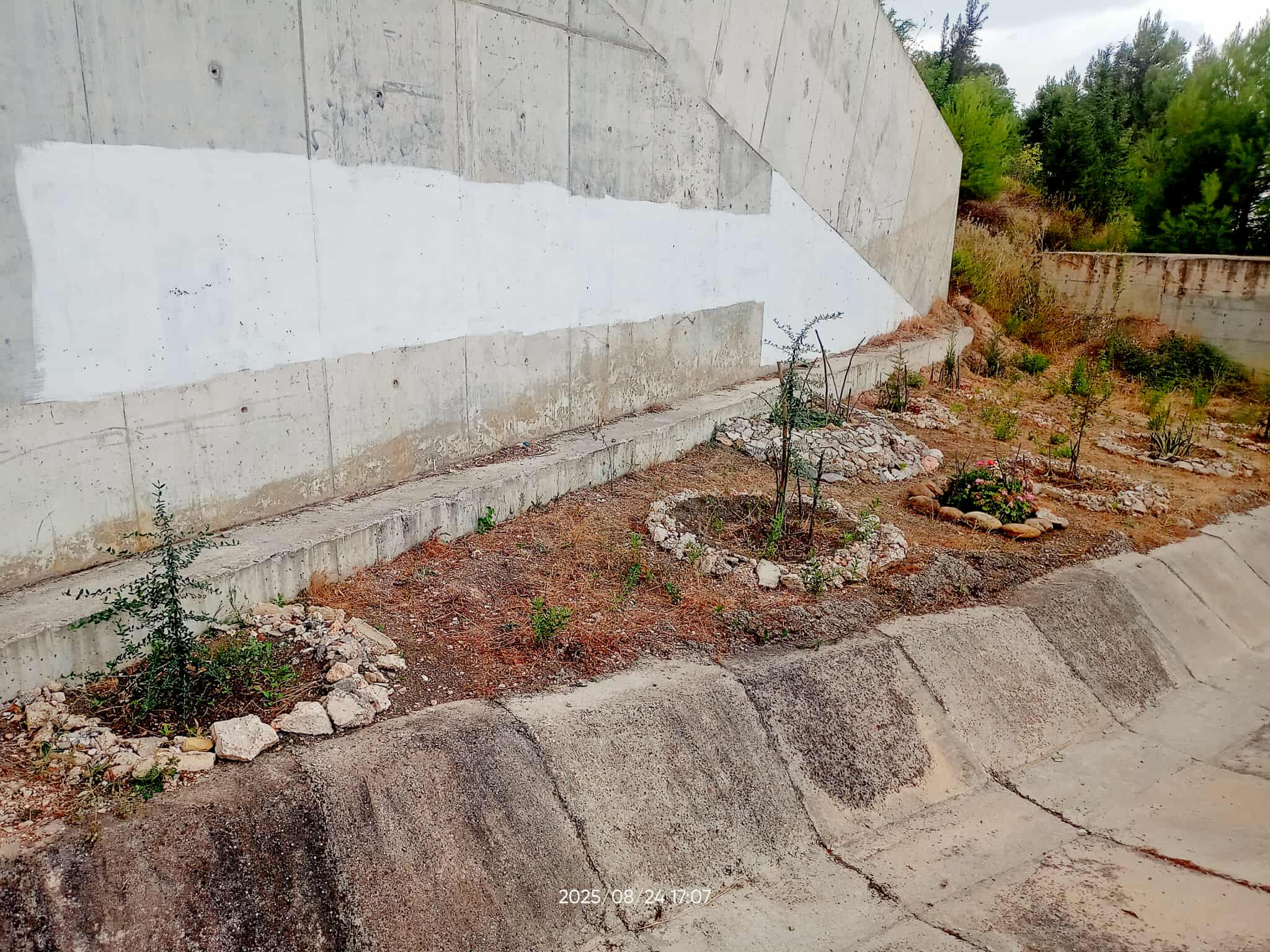 Algérie (Constantine)  - Végétalisation urbaine: Espace mitoyen à Djenane Dardar