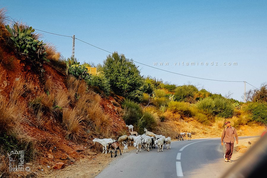 Berger croisé sur la route vers Ath Yenni