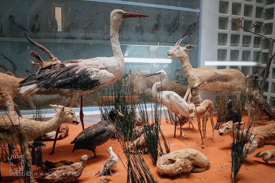 Animaux empaillés exposés au Musée Saharien de Béni Abbès (Béchar)