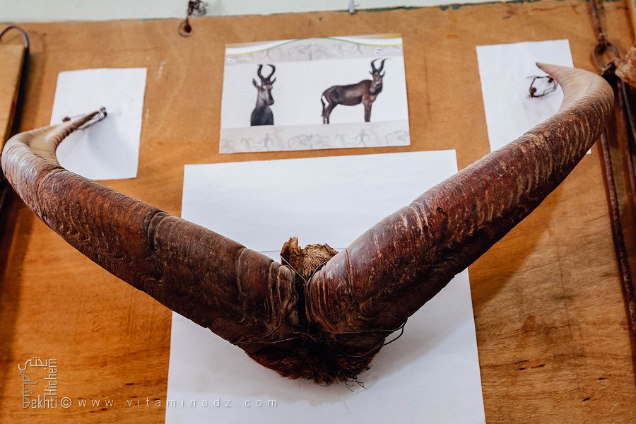 Collection animalière du musée d’Ougarta